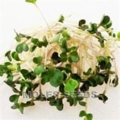 Chinese Cabbage Sprouting Seeds SS7-500_Base